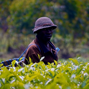 Un cueilleur de thé dans la plantation - Rwanda  - collection de photos clin d'oeil, catégorie portraits
